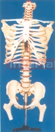 168 CM TALL VERTEBRAE COLUMN, INFLEXIBLE SPINE, WITH RIB CAGE (OCCIPITAL BONE) AND PELVIS FEMORAL HEADS AND IRON STAND